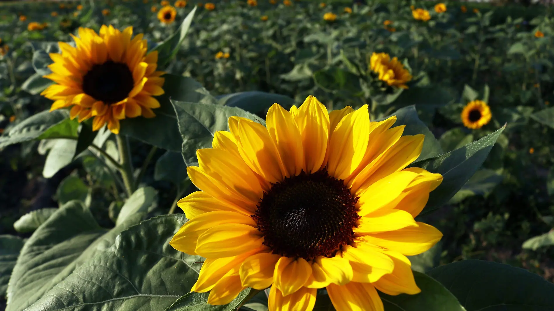 Sembradío Girasoles Tianguismanalco